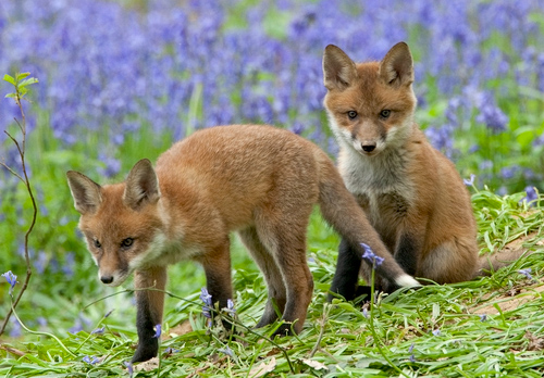 Red Fox Cubs 5 DM0264