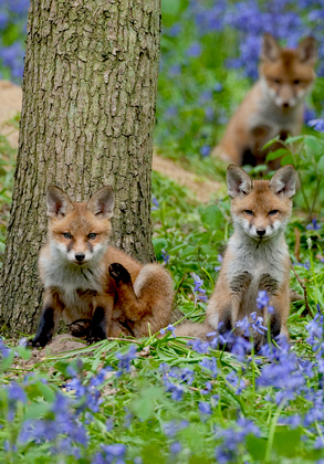 Red Fox Cubs 6 DM0267