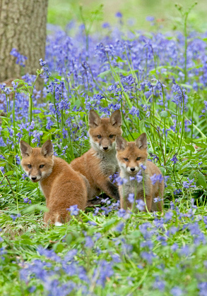 Red Fox Cubs DM0279