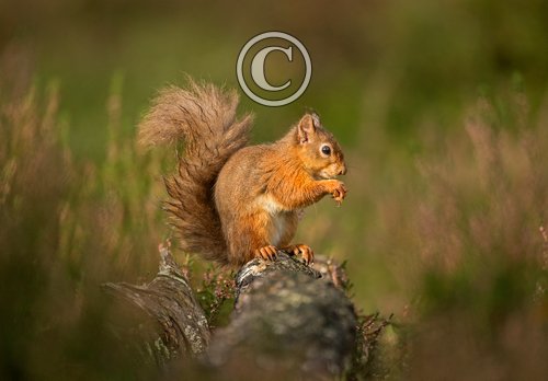 Red Squirrel DM2128