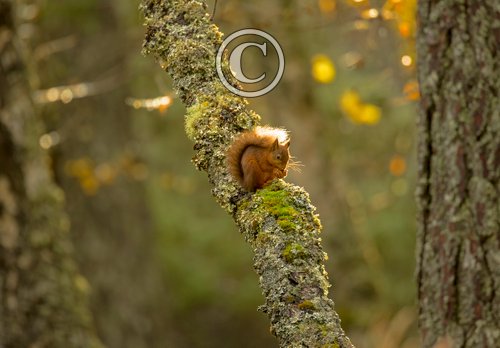 Red Squirrel  DM2129