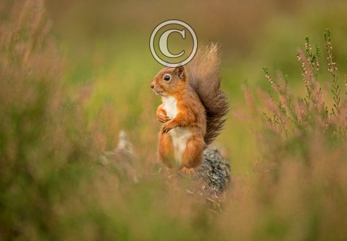 Red Squirrel DM2130