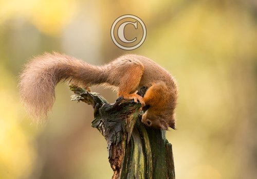 Red Squirrel DM2131