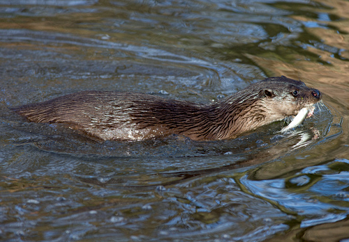 River Otter DM1532