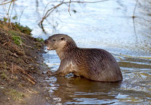 River Otter DM1533
