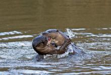 River Otters 2
