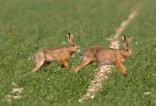 Running Brown Hares DM0280