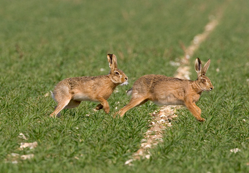 Running Brown Hares DM0280