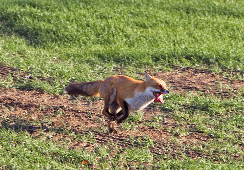 Running Red Fox 3 DM0257