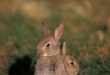 Young Rabbits 1 DMO242