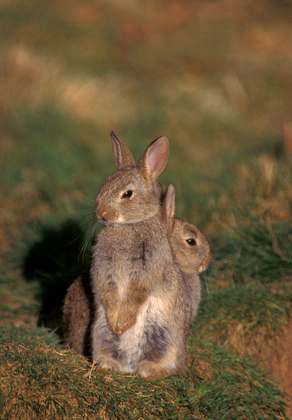 Young Rabbits 1 DMO242