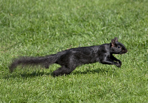 Black  Squirrel 2 DM0344