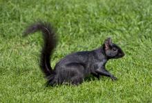 Black  Squirrel 3 DM0345