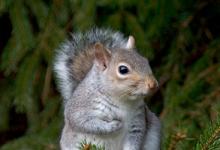 Grey Squirrel DM0615
