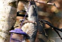 Grey Squirrel on a Bird Feeder 1 DM0342