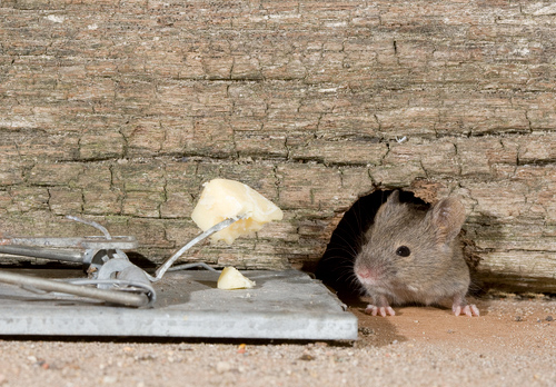 House Mouse and Trap DM0592