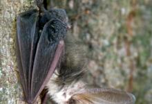 Long-eared Bat DM0594