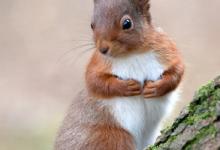 Red Squirrel, Kielder Forest 2
