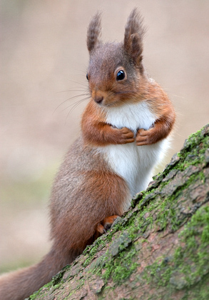 Red Squirrel, Kielder Forest 2