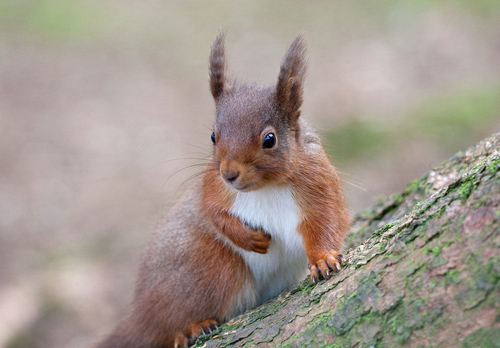 Red Squirrel, Kielder Forest 5