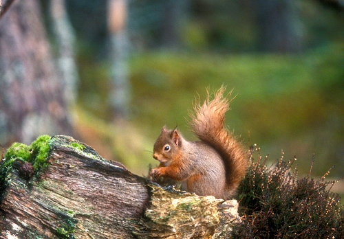 Red Squirrel 2