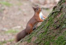 Red Squirrel, Kielder Forest 6