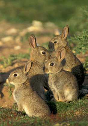 Young Rabbits DM0602 