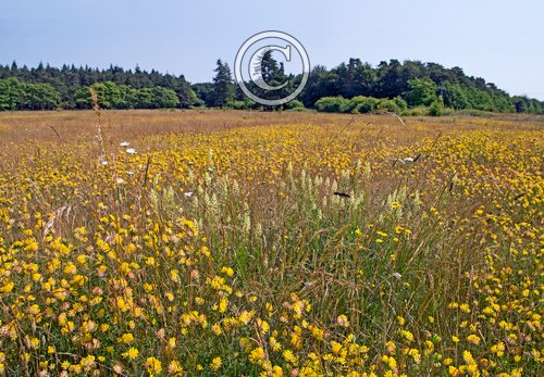 Cranwich Heath Norfolk DM2166