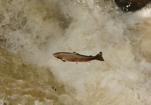 Leaping Salmon DM2110