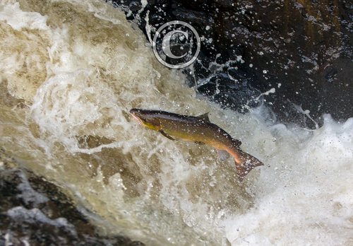 Leaping Salmon DM2125