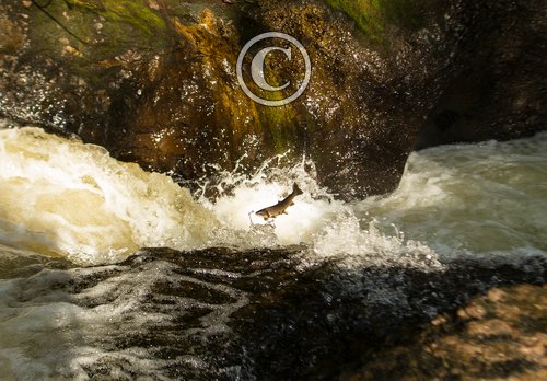 Leaping Sea Trout  DM2112