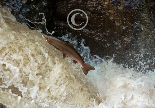 Lesping Salmon DM2127