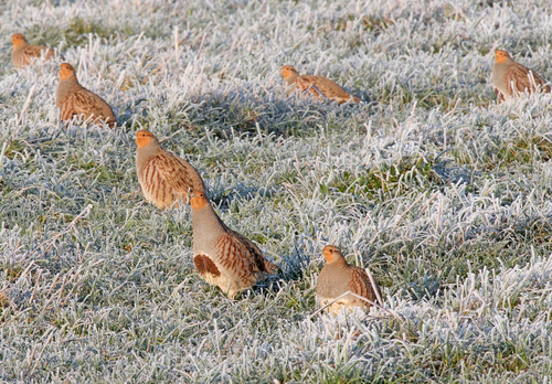 Covey of Grey Partridges in the Frost
