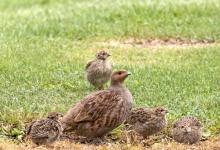 Grey Partridge and Young DM1608