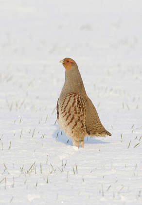 Grey Partridge in the Snow DM1399