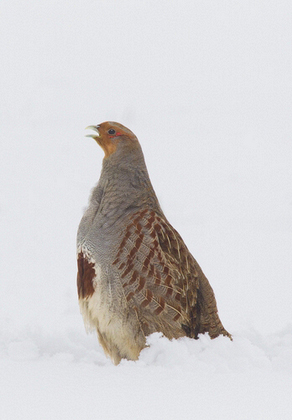 Grey Partridge in the Snow DM1400