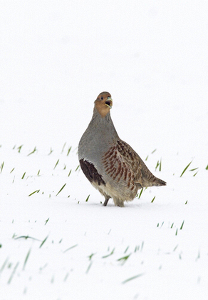 Grey Partridge in the Snow DM1407