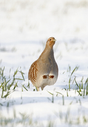 Grey Partridge in the Snow DM1401