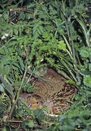 Grey Partridge on a Nest DM0545