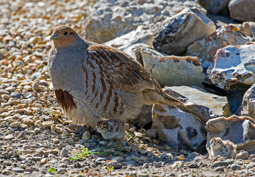 Grey Partridge with two chicks DM1612