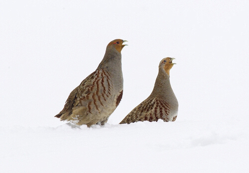 Pair Grey Partridge in the Snow  DM1405