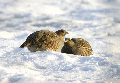 Pair Grey Partridge in the Snow