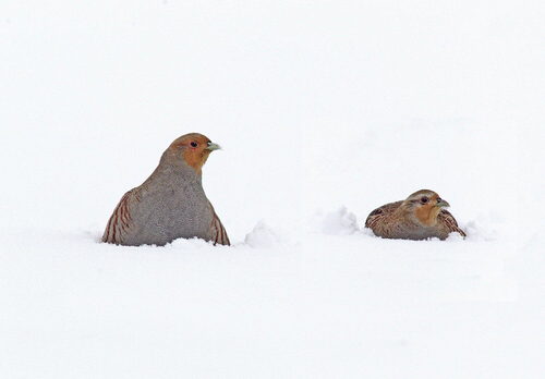 Pair Grey Partridge in the Snow DM1406