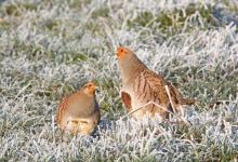 Pair of Grey Partridges in the Frost