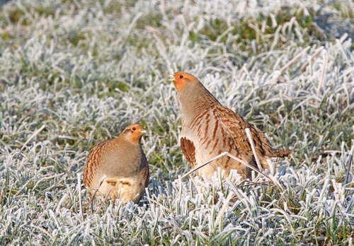 Pair of Grey Partridges in the Frost