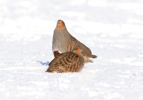 Pair of Grey Partridges in the Snow