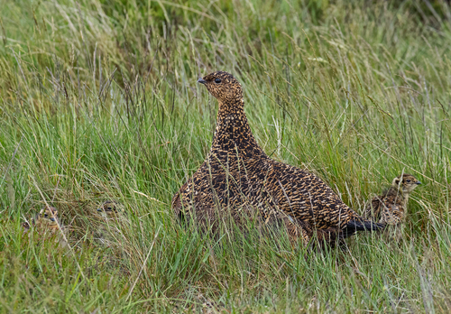   Grouse with Chicks DM2065