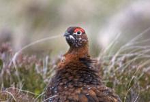 Red Grouse 2