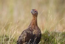 Red Grouse 5