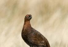 Red Grouse  2